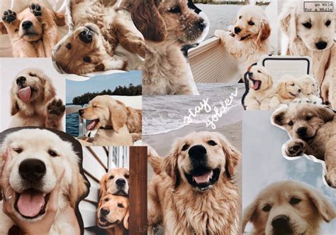 Stay Golden | Golden retriever wallpaper, Puppy wallpaper, Dog wallpaper