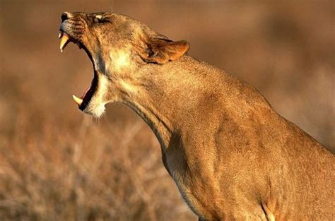 Animal Picture Mad Female Lion Growling Mad HD Wallpaper | art ...