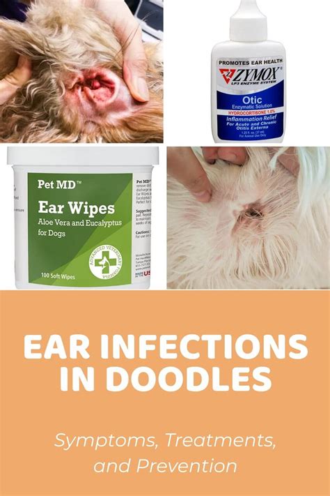 Dog Ear Infection in Doodles - Symptoms, Treatments, and Prevention