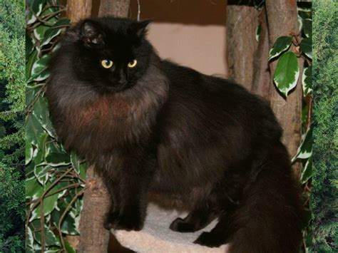 Black Ragdoll Kittens