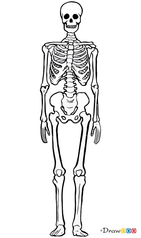 How to Draw Human Bones, Skeletons