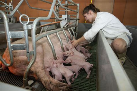 Farm visit: A “35-hour sow” for France’s labour market