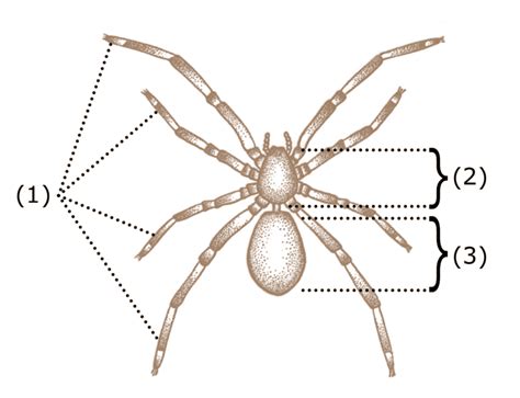 L'araignée - Le Biomimétisme de la soie d'Araignée pour le fil de suture