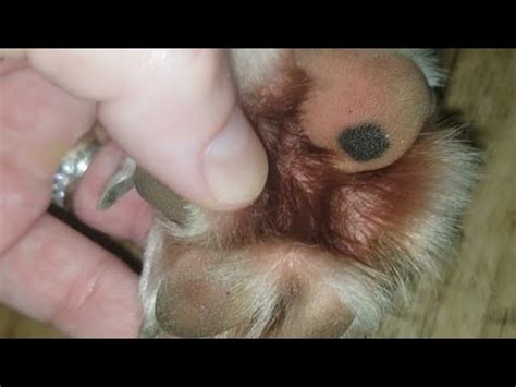 Signs of Allergies in Dogs - Chewing on Paws Symptoms Diagnosis ...