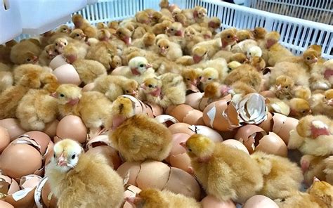 Guidelines on starting a poultry hatchery – Jaguza Farm Support