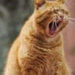 yelling cat Meme Generator - Imgflip