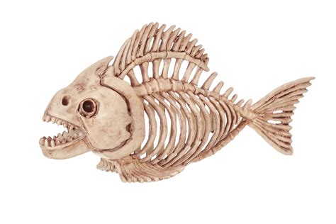 Buy Crazy Bonez Skeleton Fish Online at Low Prices in India - Amazon.in