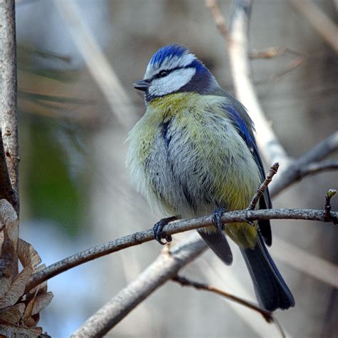 Blue feather ball | Blue tit (Cyanistes caeruleus) perched o… | Flickr