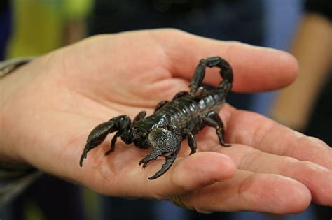 Real Scorpion, black, animals, real, scorpion, HD wallpaper | Peakpx