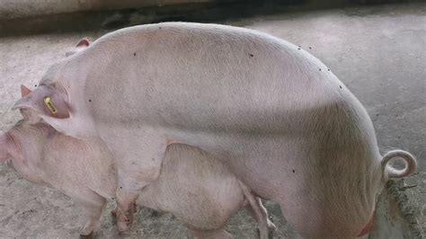 Pig mating (Namakkal Female X Mannuthy Male) @ Yathra Farms - YouTube