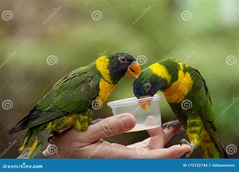 Feeding parrots stock photo. Image of animal, joyful - 175732744