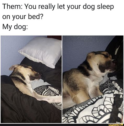 √ Dog Sleeping Meme