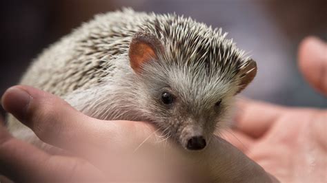 Do Dogs Like Hedgehogs