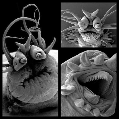 Deep Sea Worms viewed under an Electron Microscope. Although interesting, its terrifying ...