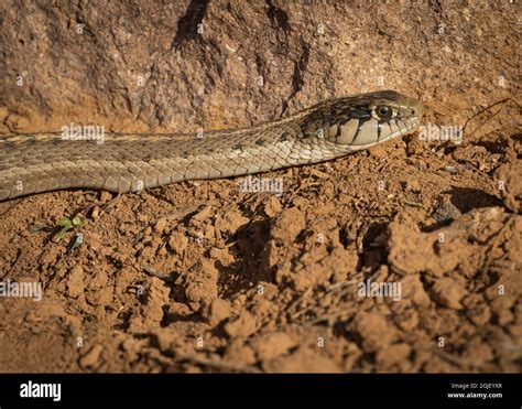 Western terrestrial garter, Wandering garter snake, Thamnopis elegans ...