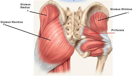 Hip Bone Muscle Anatomy