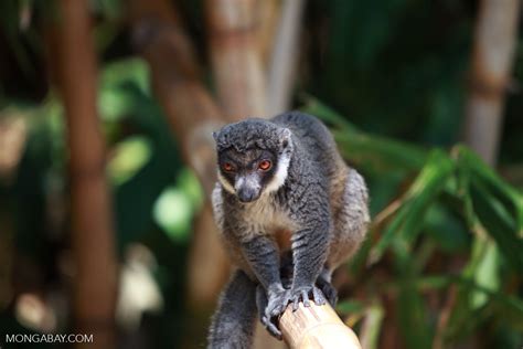 Mongoose Lemur (Eulemur mongoz) [madagascar_2366]