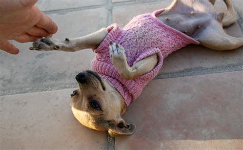 Chihuahua Clothes For Your Fashionable Little Dog - Chihuahua Clothes