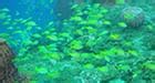 Andaman Bubbles: scuba diving, andamans, andaman islands, havelock, india, PADI