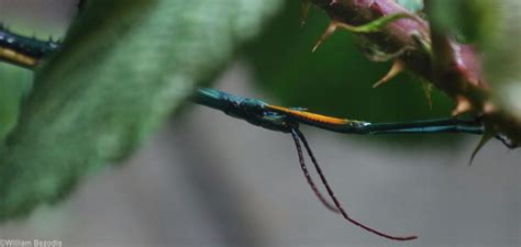 Madagascan Blue Stick Insect - ZooChat