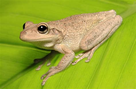 Cuban Tree Frog Caresheet Care Guide - Reptile Cymru