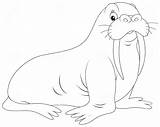 Walrus Coloring Pages To Download And Print For Free sketch template