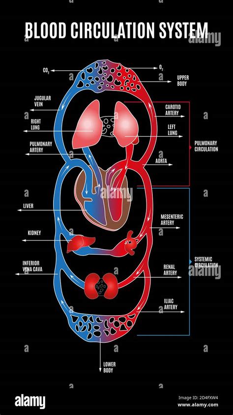 Human circulatory system. Diagram of circulatory system with main parts labeled. illustration of ...