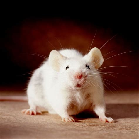 Albino mice were once considered noble animals