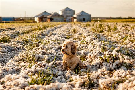 Cheeky the Dog Heads South to the Delta and Shows Mrs. Sizzle a Cotton ...