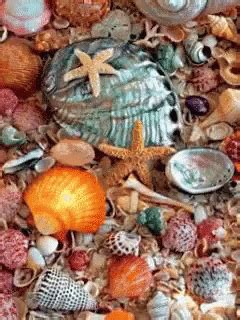 Tgif Sea Shells GIF - Tgif SeaShells - Discover & Share GIFs Gifs, Beautiful Dream, Beautiful ...