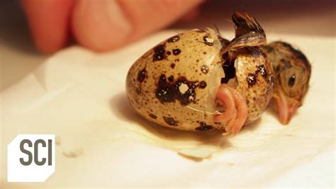 Quail Eggs Hatching