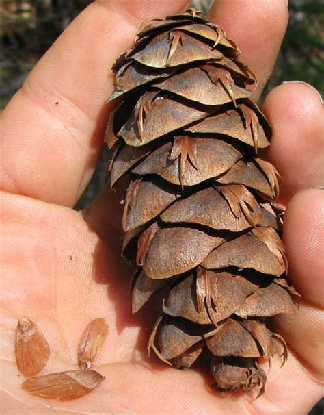 pine cone seeds - Google Search | Types of christmas trees, Tree seeds ...