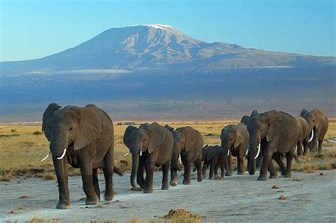 File:Elephants at Amboseli national park against Mount Kilimanjaro.jpg - Wikimedia Commons