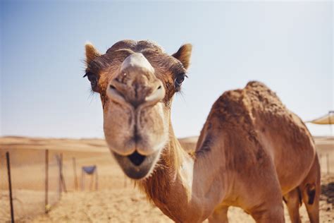 How Camels That Live in the Desert Can Survive for Weeks Without Water - Newsweek