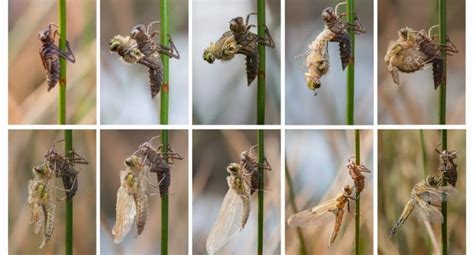 Metamorfosis - Concepto y ejemplos: mariposas, ranas, libélulas