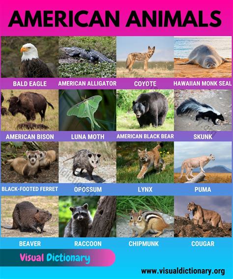 American Animals: Wonderful List 17 Animals Found in America - Visual Dictionary