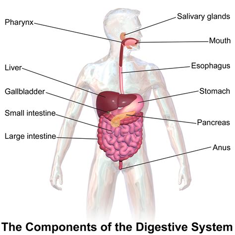 File:Blausen 0316 DigestiveSystem.png - Wikimedia Commons