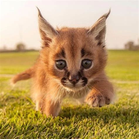 Le caracal : un chat sauvage mystérieux et fascinant