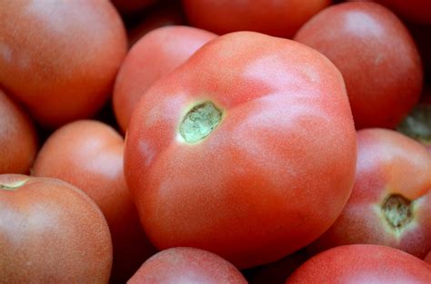 Tomato Free Stock Photo - Public Domain Pictures