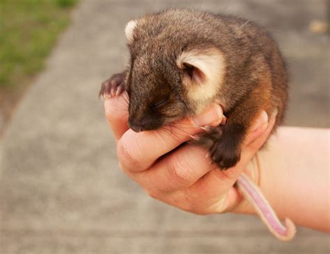 baby ringtail possum | Australian native animals, Australian animals ...