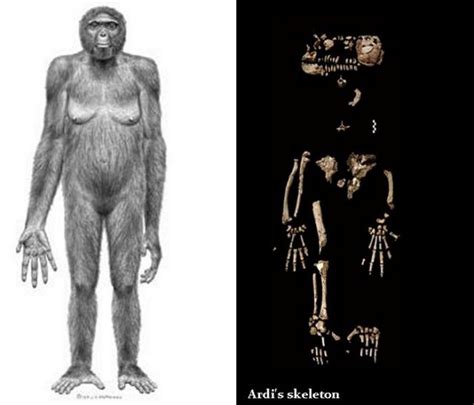 A 4.4 Million-Year-Old Hand Of ‘Ardi’ Has Some Clues On Humans’ Upright Walking | Science and ...