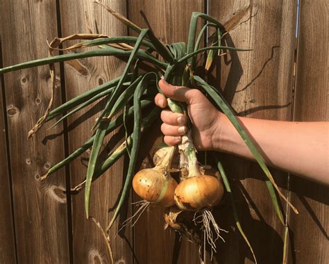 How to Harvest and Preserve Onions | SHIFTING ROOTS