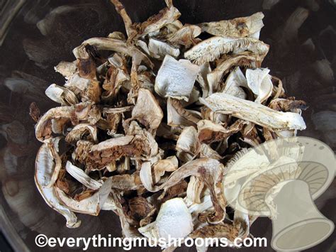 Matsutake Mushrooms, Tricholoma magnivelare – bulk by the ounce – Everything Mushrooms