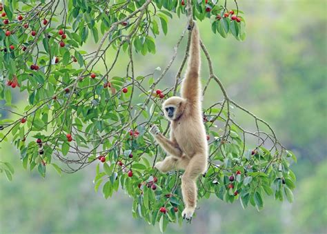 テナガザルってどんなサル？食べ物や寿命、体長について解説！ | おさるランド[日光さる軍団]