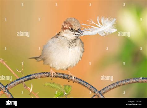 Male house sparrow with nesting material hi-res stock photography and images - Alamy