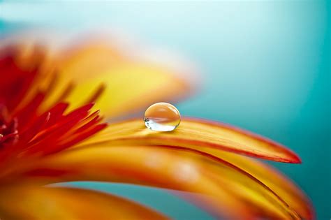 37 Stunning Examples of Raindrop Photography - DotCave