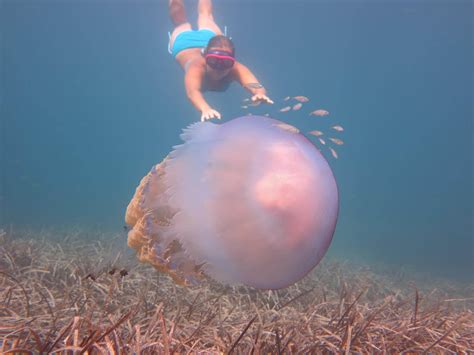 Giant Jellyfish Spotted Off the Mallorcan Coast | Affordable Mallorca