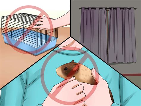 3 Ways to Tell if Your Guinea Pig Is Pregnant - Wiki How To English