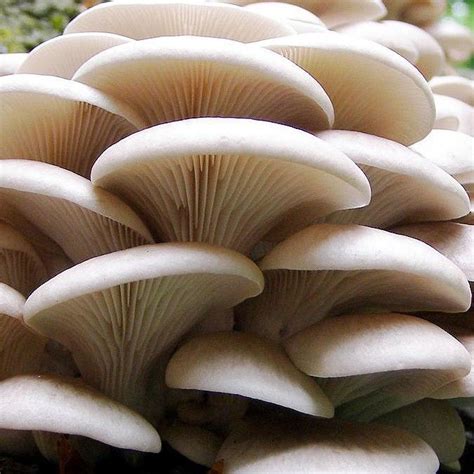 Different Types Of Edible Mushrooms