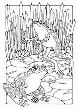 FROGS colouring Page FREE  edupics Frog coloring Pages Animal sketch template